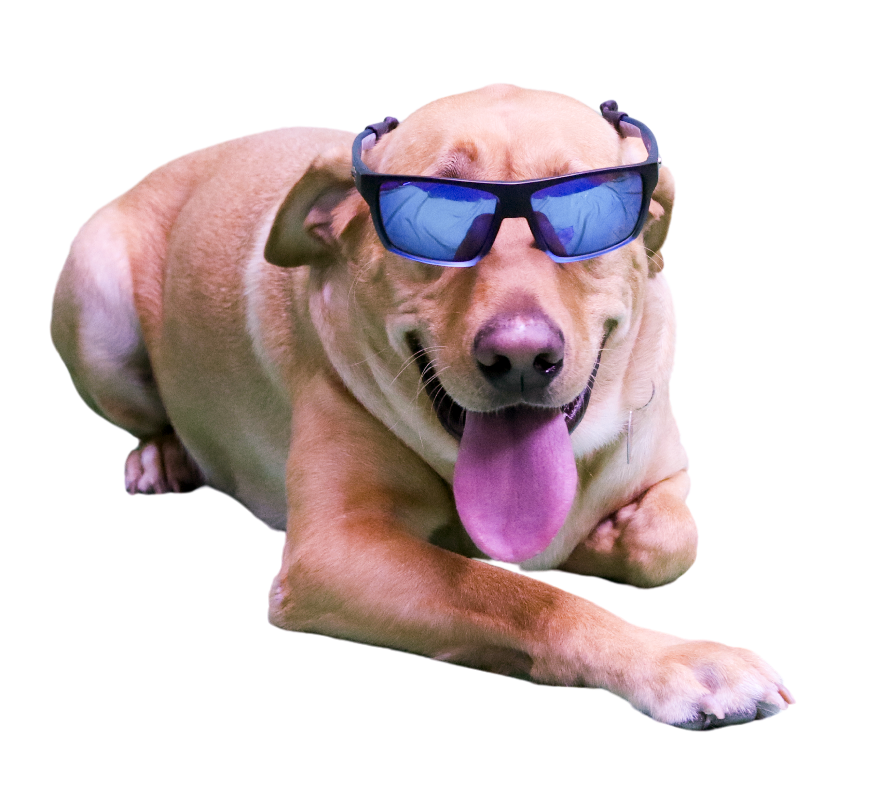 Sunny with sunglasses
