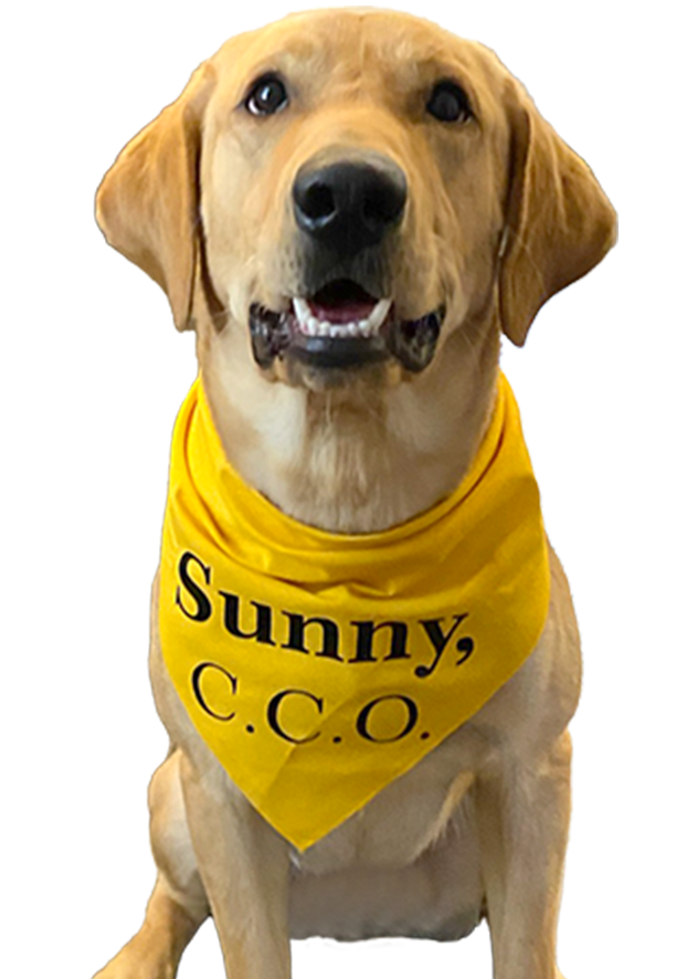 Sunny CCO Cropped