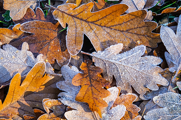 Fall Leaves