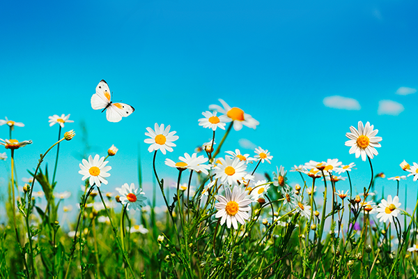 Spring Summer
